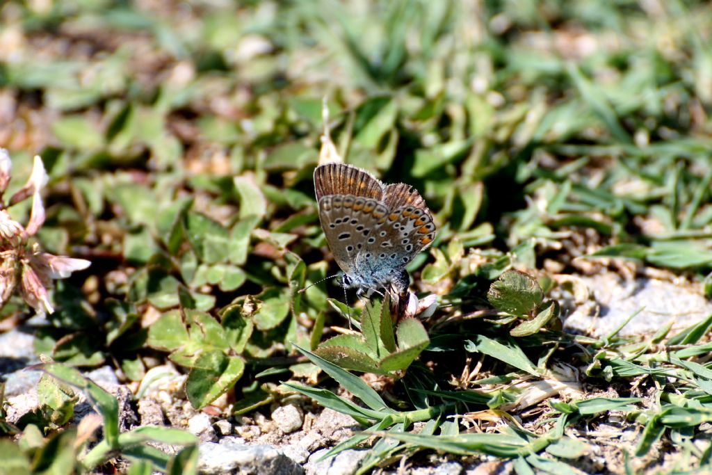 Polyommatus (Polyommatus) icarus